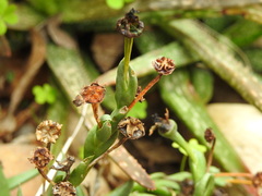 Glottiphyllum