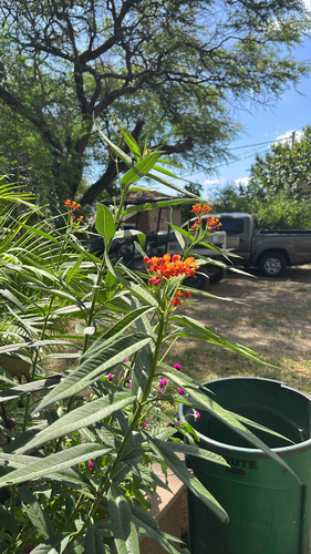 Asclepias curassavica observed 2026-07-06