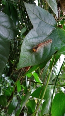 Lymantria xylina