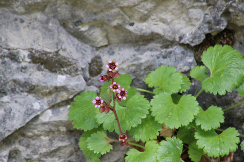 False Saxifrage