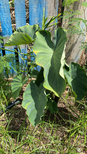 Colocasia esculenta observed 2026-07-06