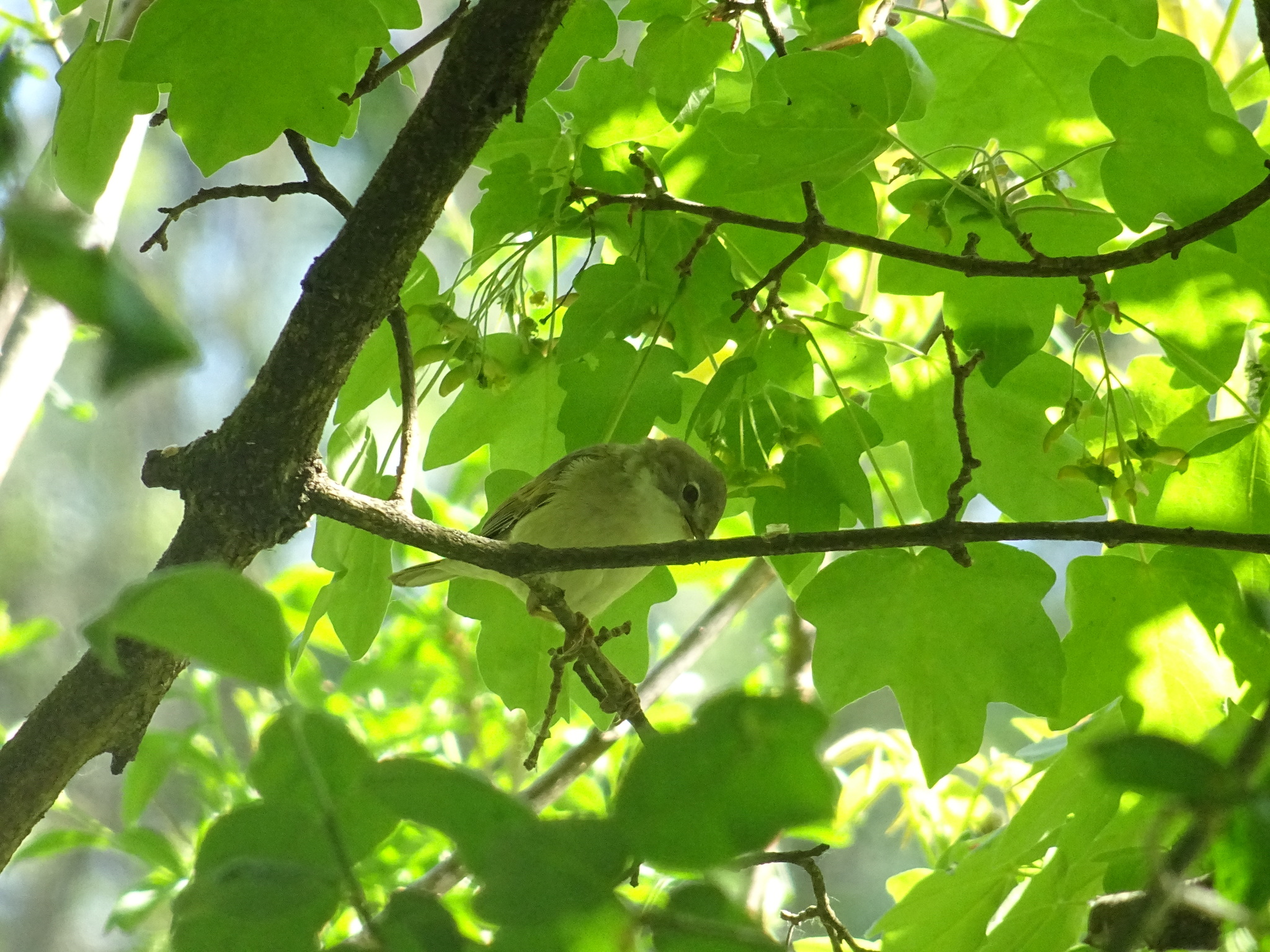 Willow Warbler