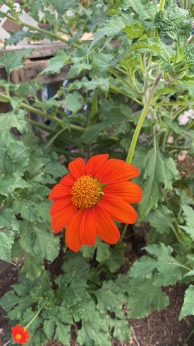 Tithonia rotundifolia observed 2026-07-06