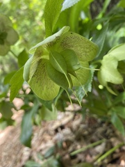 Helleborus viridis