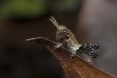Traulia azureipennis
