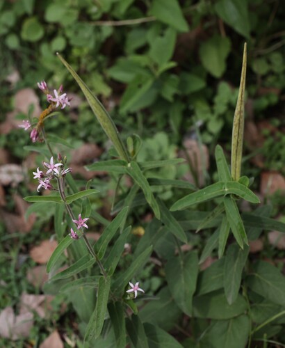 Oxypetalum solanoides, photograph 3