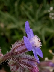 Anchusa azurea image