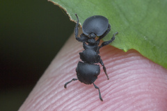 Cataulacus latissimus