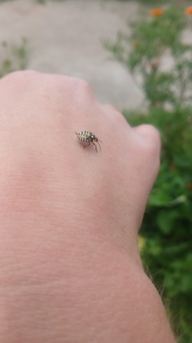 Harlequin Bug