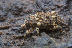 Colobodes billbergii