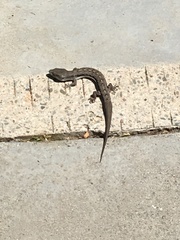 Elgaria multicarinata