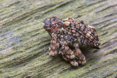 Colobodes billbergii