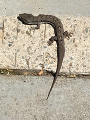 Elgaria multicarinata