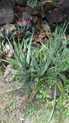 Aloe vera, 2026-07-06