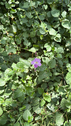 Asystasia gangetica observed 2026-07-06