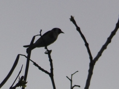Carduelis carduelis