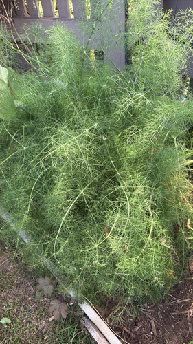Foeniculum vulgare observed 2026-07-06