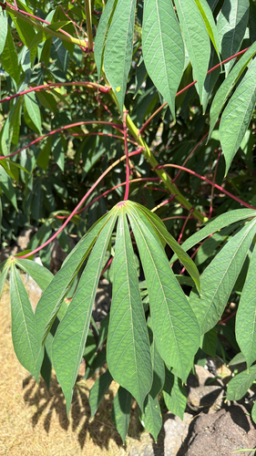 Manihot, 2026-07-06