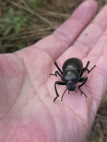 iNaturalist observation photo of Darkling Beetles
