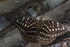 Lexias pardalis dirteana