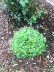 Oxalis
