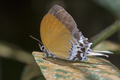 Eooxylides tharis distanti