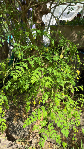 Moringa oleifera observed 2026-07-06
