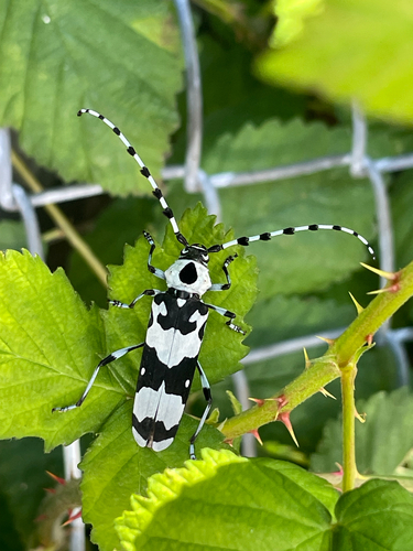 Banded Alder Borer photo 5