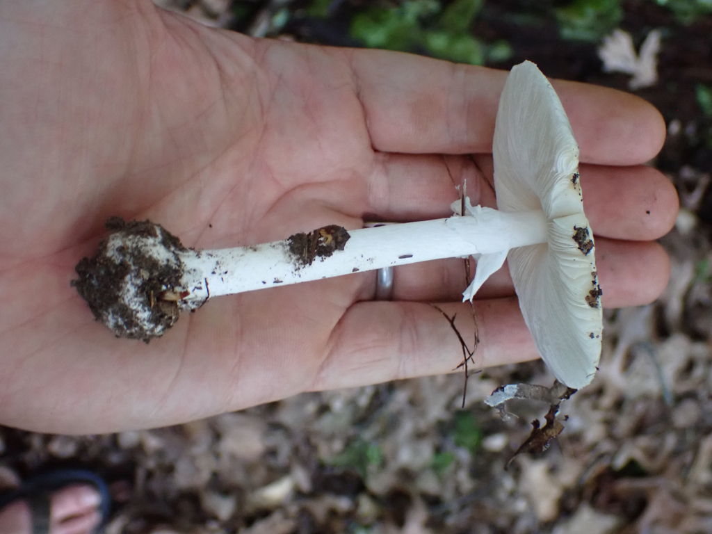 Eastern North American Destroying Angel · July 2026 · photo: Photo: no rights reserved · iNaturalist