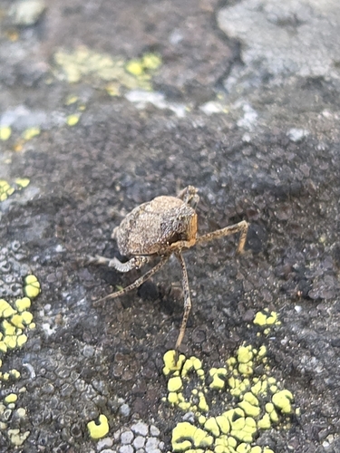 iNaturalist observation photo of Planthoppers