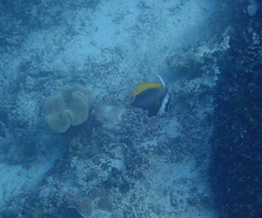 Heniochus singularius