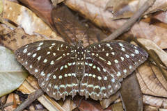 Lexias pardalis dirteana