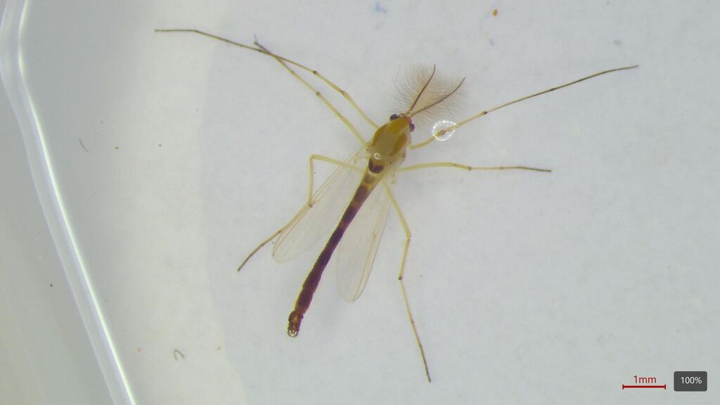 Chironomus dorsalis