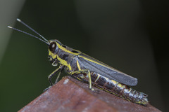 Traulia azureipennis
