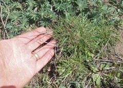 Agrostis blasdalei