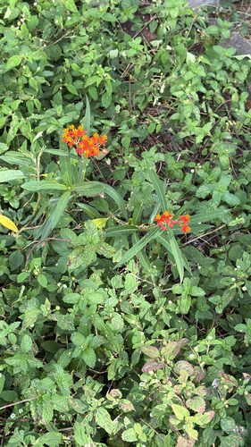 Asclepias curassavica observed 2026-07-06