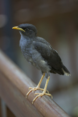 Javan Myna photo 3