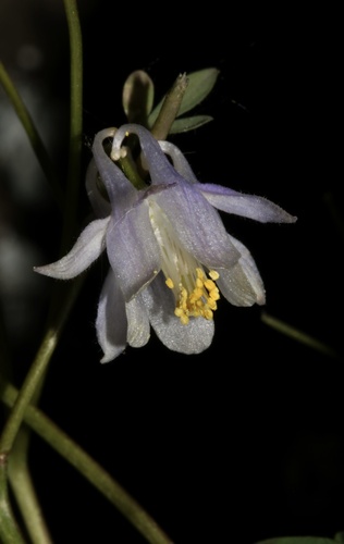Aquilegia laramiensis, photograph 1