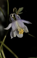 Aquilegia laramiensis, photograph (c) Austin Saunders, some rights reserved (CC BY)
