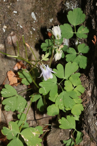 Aquilegia laramiensis, photograph 2