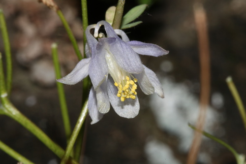 Aquilegia laramiensis, photograph 3