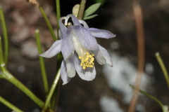 Aquilegia laramiensis, photograph (c) Austin Saunders, some rights reserved (CC BY)