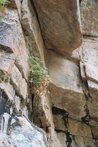 Aquilegia laramiensis, photograph 4