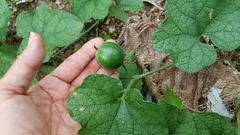Trichosanthes scabra