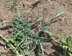 Poa unilateralis