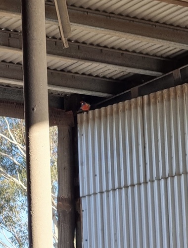 Crimson Rosella