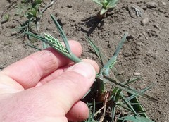 Poa unilateralis