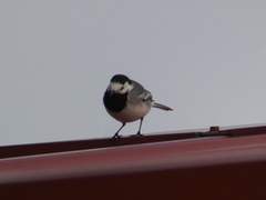 Motacilla alba