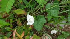 Trichosanthes scabra
