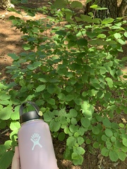 Fothergilla major